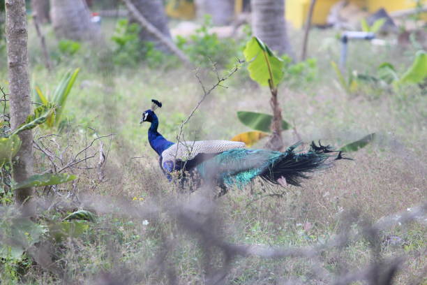 istock peacocks walking in the outdoor/park 1179985645