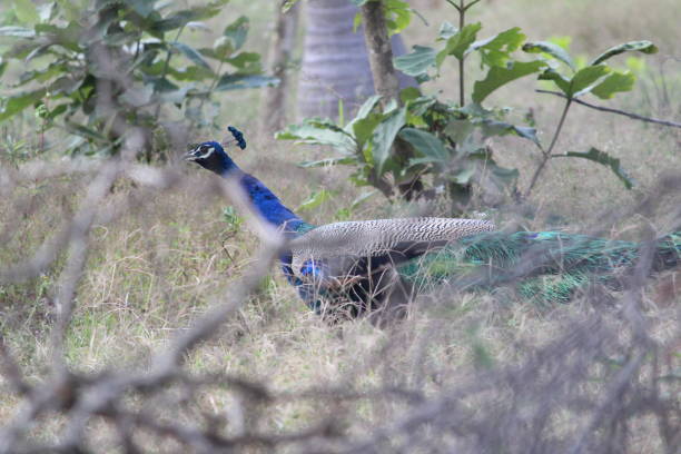 istock peacocks walking in the outdoor/park 1179985695