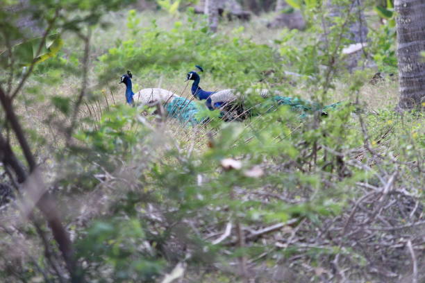 istock peacocks walking in the outdoor/park 1179985706