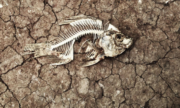 istock Fish bone on dry cracked soil. Concept for climate change, dry environment or food crisis problem. 1179986909