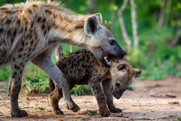 istock Hyena at the den in Sabi Sands Game Reserve 1179987073