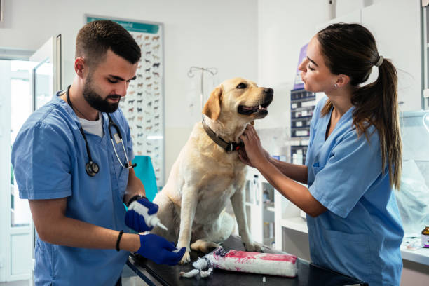 istock Veterinarian life 1179987333