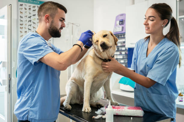 istock Veterinarian life 1179987359