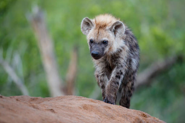 istock Hyena at the den in Sabi Sands Game Reserve 1179987374