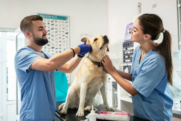istock Veterinarian life 1179987395