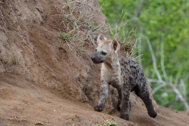 istock Hyena at the den in Sabi Sands Game Reserve 1179987401