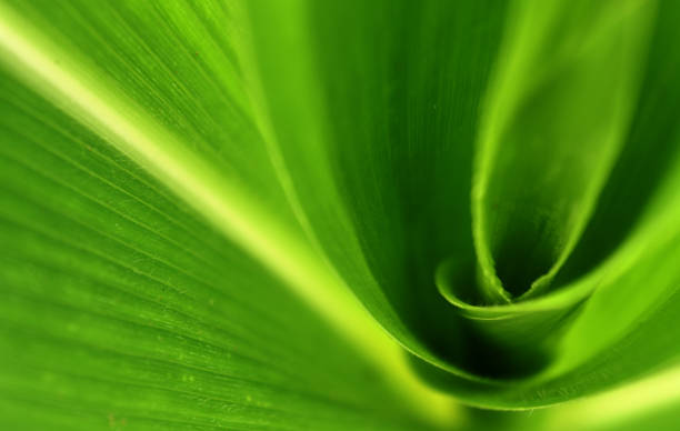 istock Dew on fresh green corn leaves close up. 1179987515