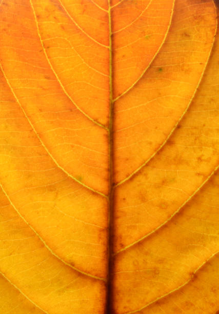 istock Close up of a yellow orange autumn leaf. 1179987629