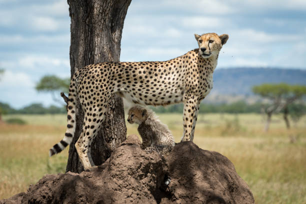 istock Cheetah stands with cub on termite mound 1179988680
