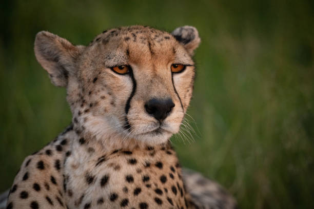istock Close-up of cheetah at sunset with catchlight 1179988683