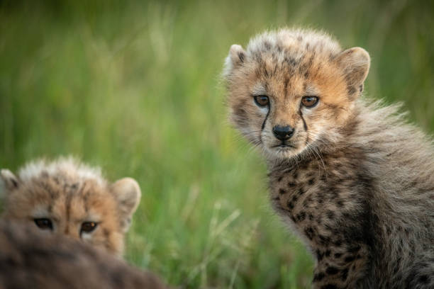 istock Close-up of cheetah cub sitting with another 1179988804
