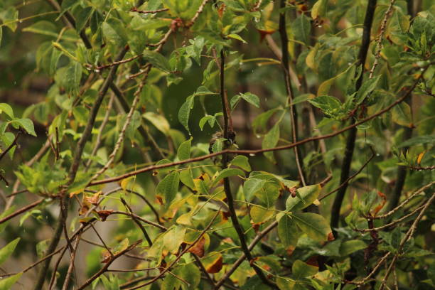 istock myna Bird sitting / flying in the raining day 1179988897