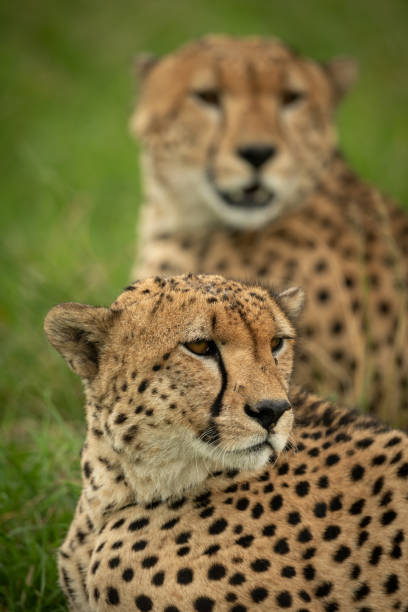 istock Close-up of cheetah brothers lying on grass 1179988975