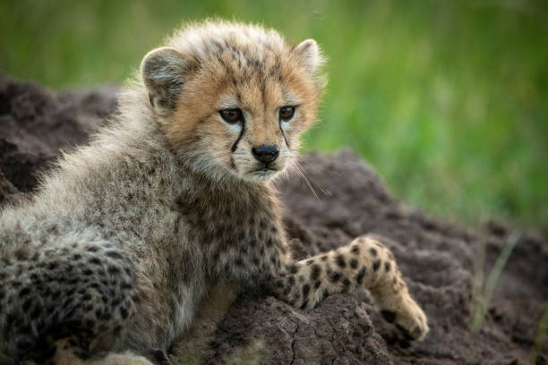 istock Close-up of cheetah cub lying on mound 1179989070
