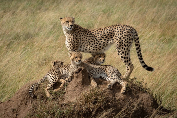 istock Cheetah stands on termite mound with family 1179989107