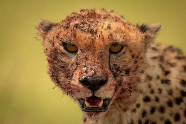 istock Close-up of bloody cheetah head facing camera 1179989152