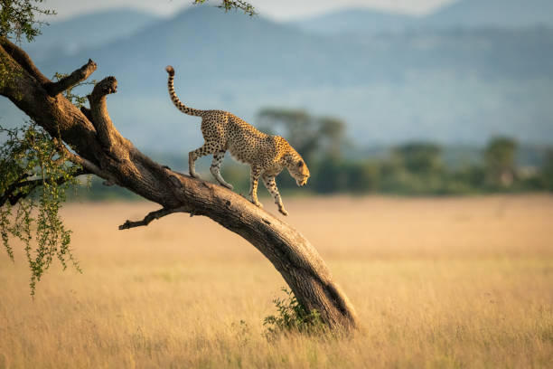 istock Cheetah walks down twisted tree in savannah 1179989235