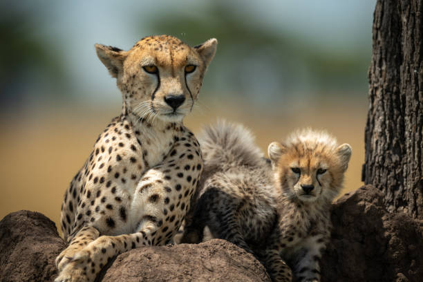 istock Close-up of cheetah and cub on mound 1179989280