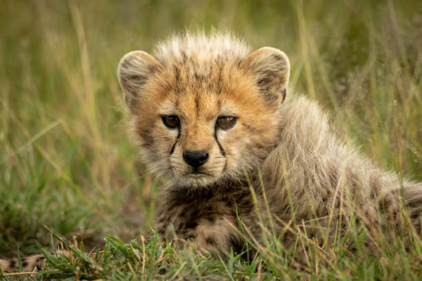 istock Close-up of cheetah cub lying in grass 1179989392