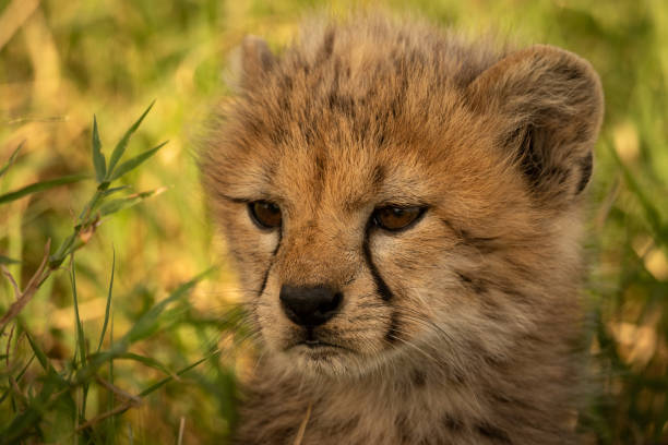 istock Close-up cheetah cub in grass with catchlights 1179989420