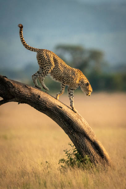 istock Cheetah walks down leaning tree in savannah 1179989423
