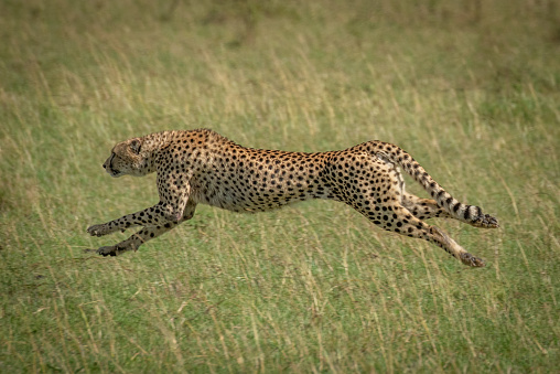 Early morning close-up image, of stalking cheetah (Acinonyx jubatus) as he makes his way through the tall grasses of the Savannah.
