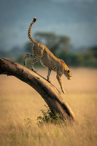 istock Cheetah walks down bent tree in savannah 1179989447