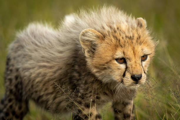 istock Close-up of cheetah cub standing in grass 1179989463