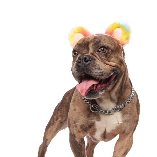 istock american bully wearing coloured ears and panting 1179989583