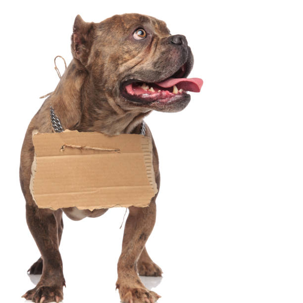 istock adorable american bully holding carton and panting 1179989616