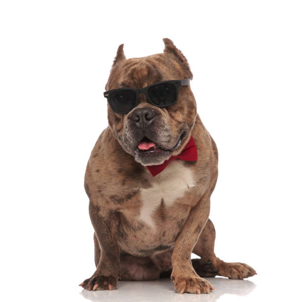 istock cute american bully wearing sunglasses and red bowtie 1179989818