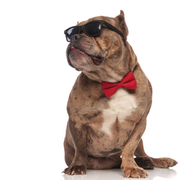 istock cute american bully wearing sunglasses and red bowtie 1179989837