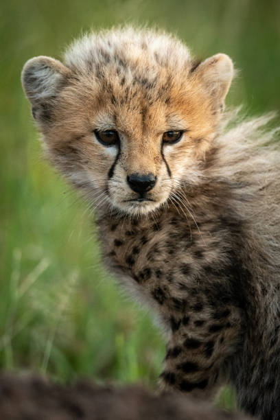 istock Close-up of cheetah cub sitting on mound 1179989839