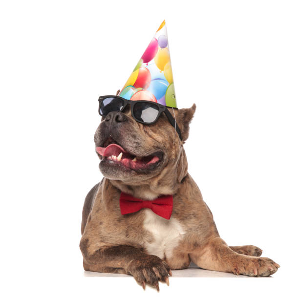 istock smiling american bully wearing birthday hat and sunglasses 1179989872