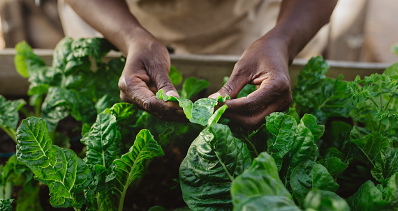 istock African American woman examining spinich leaves in her organic garden 1179990617