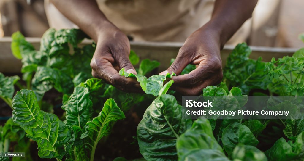 African American woman examining spinich leaves in her organic garden Closeup of an African American woman checking the leaves of spinach plants in her organic vegetable garden Agriculture Stock Photo