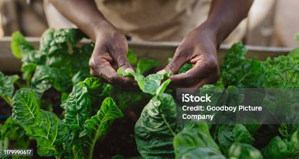 African American Woman Examining Spinich Leaves In Her Organic Garden Stock Photo - Download Image Now