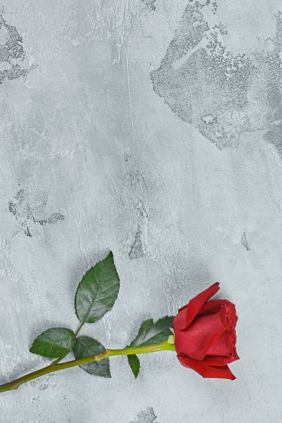 istock Red roses lie on a textured light background. Space for your text 1179990630