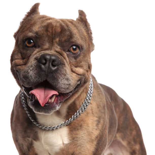istock happy american bully wearing silver collar on white background 1179990659