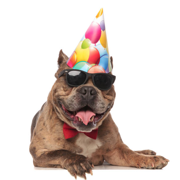 istock smiling american bully wearing birthday hat and panting 1179990881