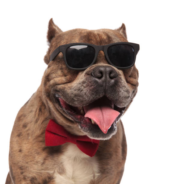 istock cute american bully wearing sunglasses and red bowtie 1179990917