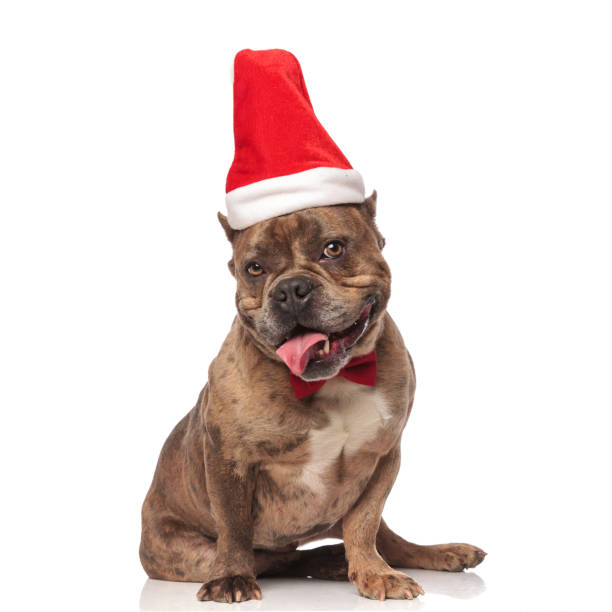 istock happy american bully wearing christmas hat and red bowtie 1179990973
