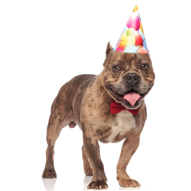 istock adorable american bully wearing birthday hat and red bowtie 1179991021