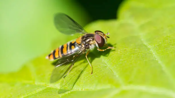 A macro shot of a hoverfly resting in the sunshine on a green leaf.