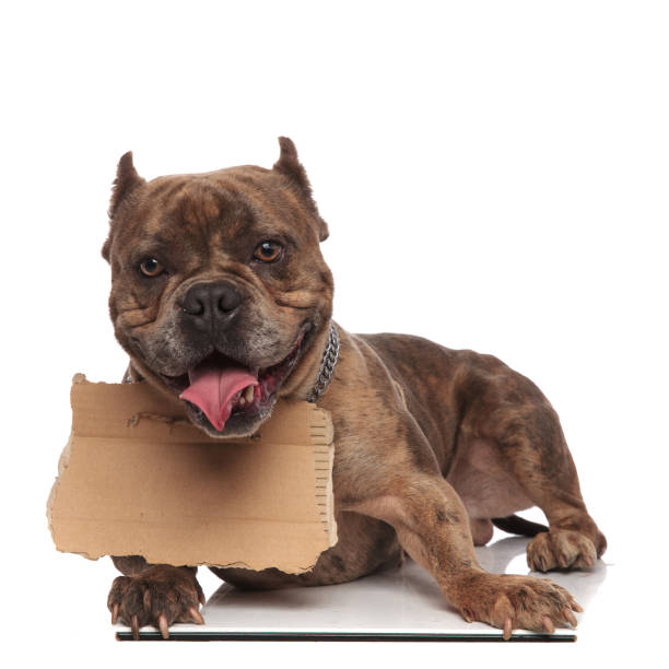 istock adorable american bully holding carton on white background 1179991149