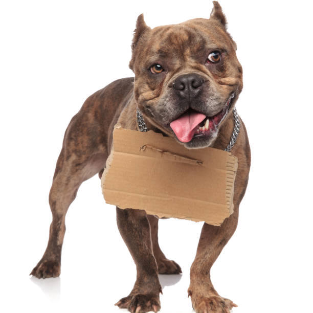 istock cute american bully holding carton on white background 1179991162