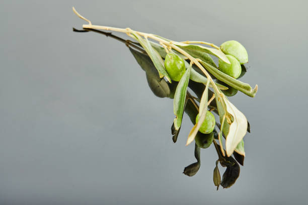 Olive tree branch with fruits lying on a gray background with reflection