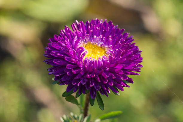 Asters in the garden