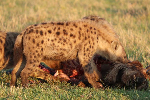istock Spotted hyena feeding on a carcass. 1179991452