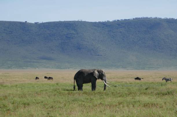 istock Africa - Nature and Life 1179991623